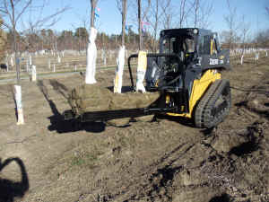 New Style Nursery Jaws 1 WIth 3 Rootballs